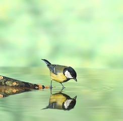 Pájaro cazando sobre el agua.