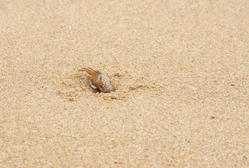 A crab coming out from a burrow