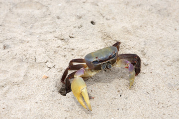 A beautiful multicolor crab