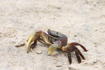 A beautiful multicolor crab crawling on sand