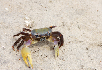 A beautiful multicolor crab crawling on sand