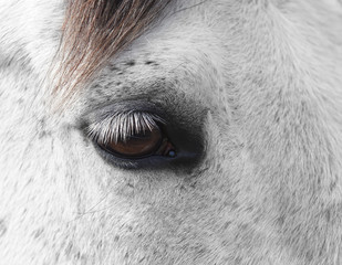 horse eye detail