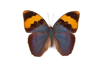 Fototapeta na wymiar Blue and yellow butterfly Euphaedra neophron isolated