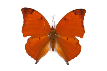 Black and red butterfly Anaea itys isolated