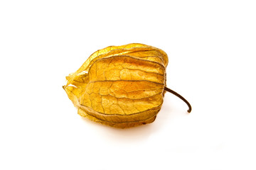 Physalis fruit isolated on a white studio background.