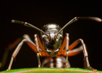 Ant
