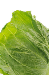 キャベツの葉