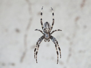 Spinne im Netz