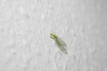 lacewing