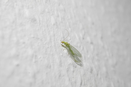 lacewing