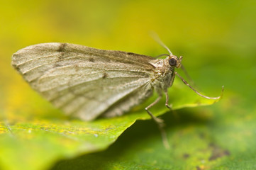 Moth