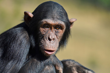 portrait de chimpanz&eacute;