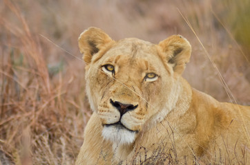Plakat Portret Lioness