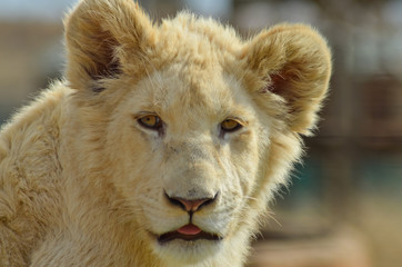 porteait d'un Jeune lionceaux