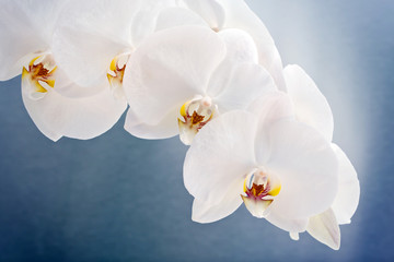 Fleurons de Phalaenopsis blanc