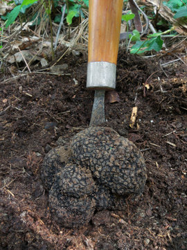 big black truffle