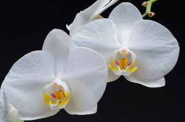 Obraz na płótnie Canvas orchid flowers closeup against black background