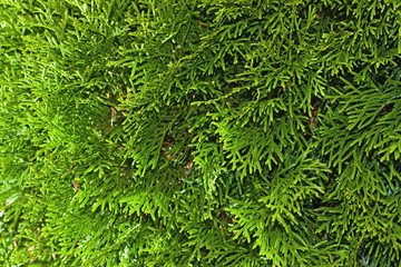 juniper (Juniperus)