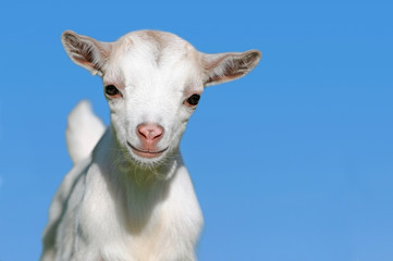 Obraz premium Weisses Zicklein