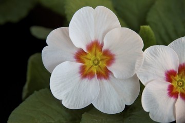 polyanthus tricolour 2