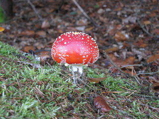 Fliegenpilz