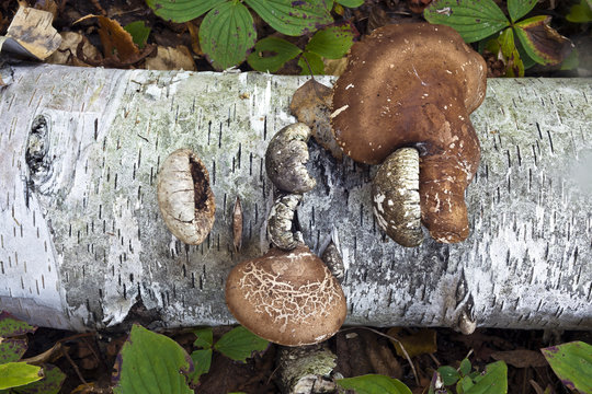 Birch polypore mushroom
