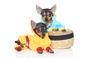 Toy Terriers in clothes