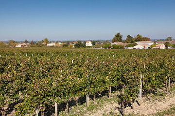 Fototapeta na wymiar Winnice w Saint Emilion, Gironde, Akwitania, Francja