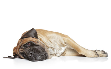 Sleepping mastiff dog - obrazy, fototapety, plakaty