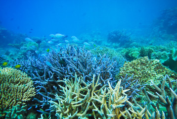 Fototapeta na wymiar Oddział koral