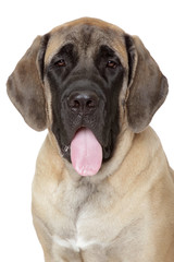 Portrait of a English mastiff pup