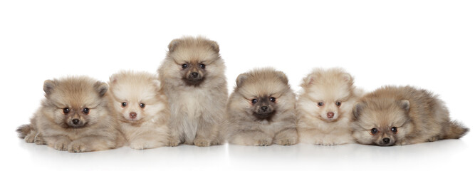 Pomeranian Puppies group