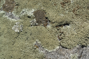 greenish lichen on stony ground