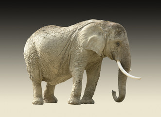 Fototapeta premium african elephant