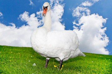 Schwan auf der Wiese
