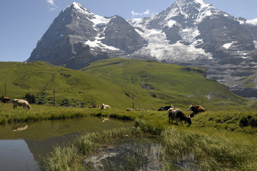 Alpine cattle by a pool with Eiger and Monch