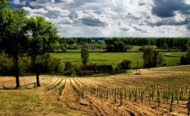 vineyard