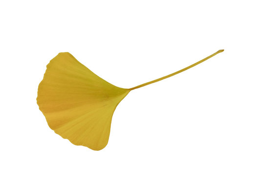 single yellow gingko leaf isolated on white background