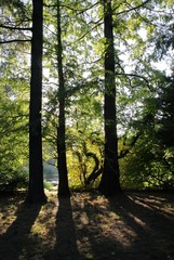 trees in forest at autumn