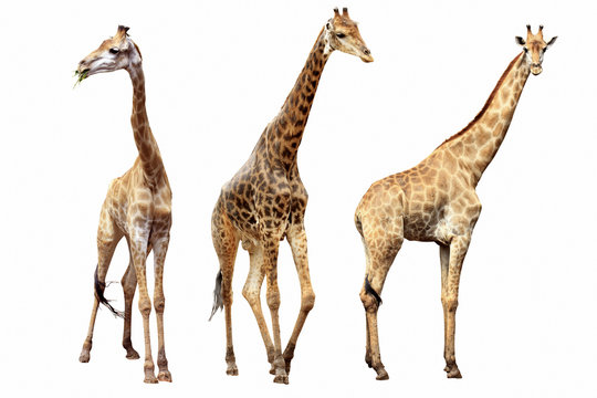Third, the giraffe females and males isolated