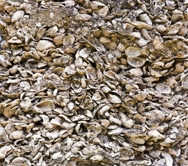 pattern of shells in concrete as building material