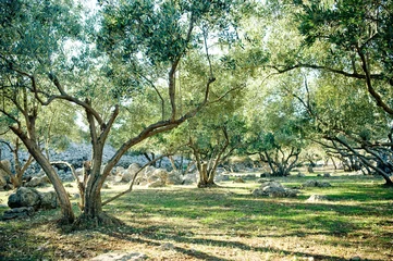 Wall murals Olive tree Olive trees grove