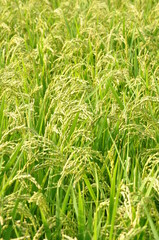 Obraz premium 稲穂