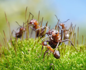 ants formica rufa protect little ones