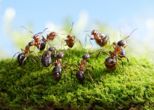 ants formica rufa, dance of hunters
