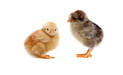 small chicks