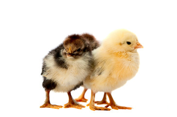 small chicks