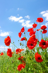 Obraz premium red poppies