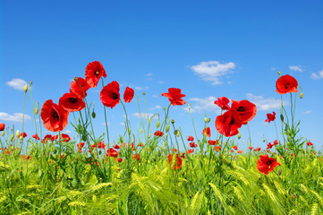 Obraz premium red poppies