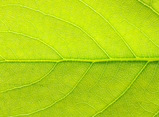 leaf texture